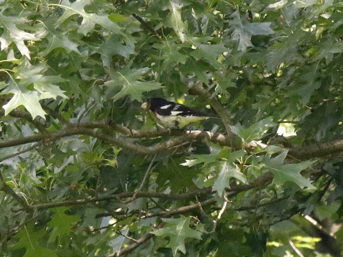 Rose-breasted Grosbeak - ML108789481