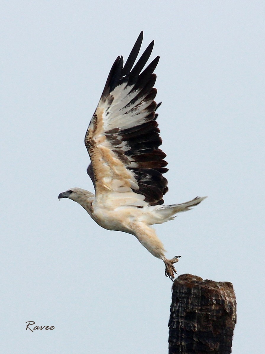 White-bellied Sea-Eagle - Raveendran Natarajan
