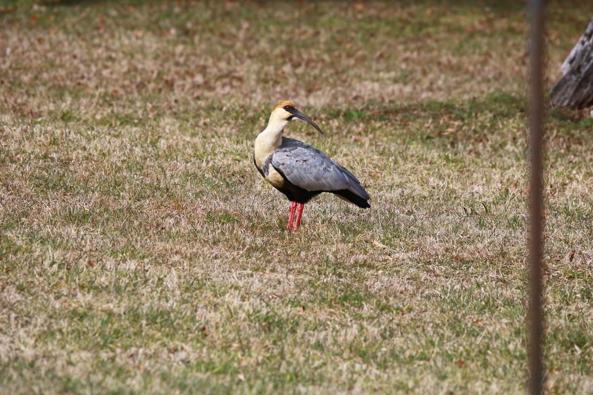 Black-faced Ibis - Michael Weymann