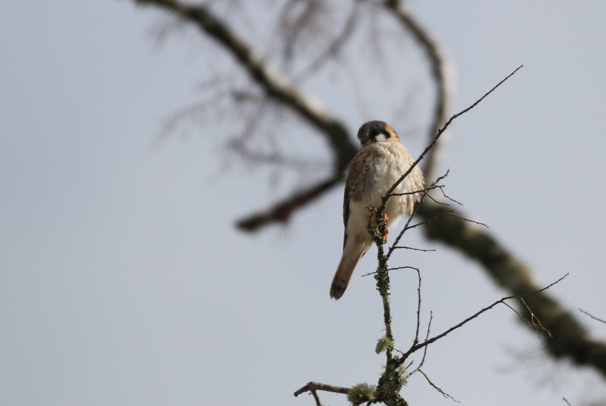 American Kestrel - ML108790491