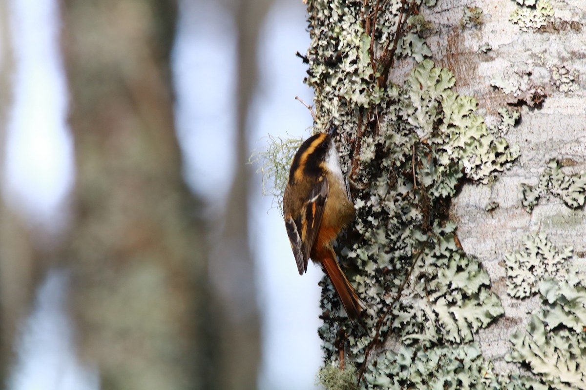 Thorn-tailed Rayadito - ML108790591