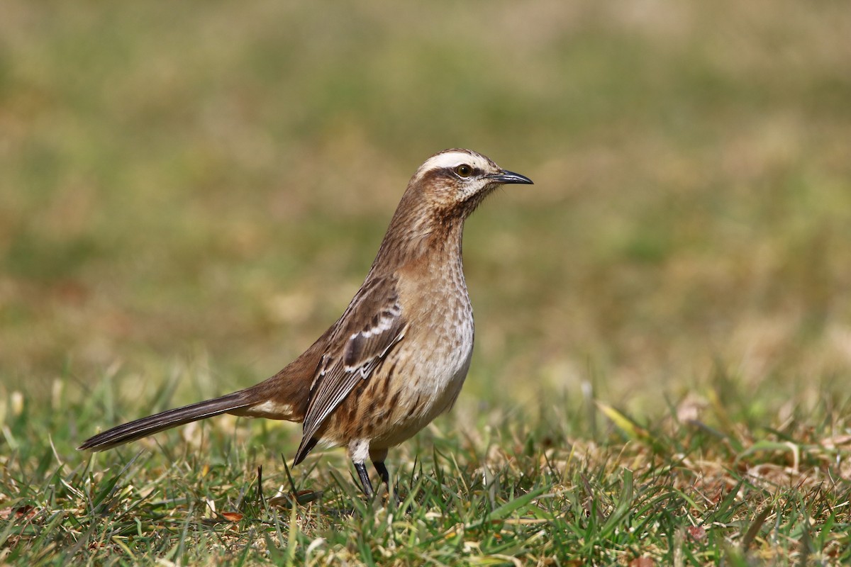 Chilean Mockingbird - Michael Weymann