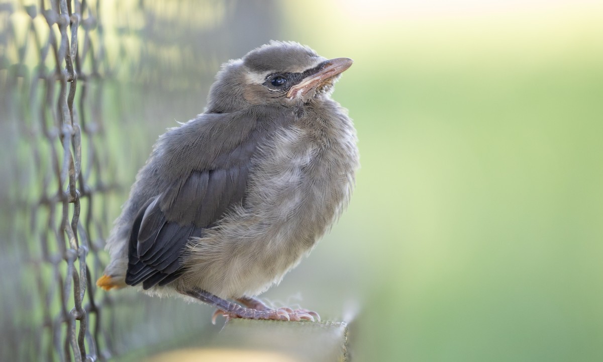 Cedar Waxwing - ML108791161