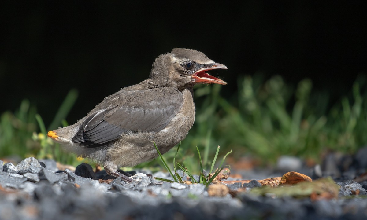 Cedar Waxwing - ML108791171