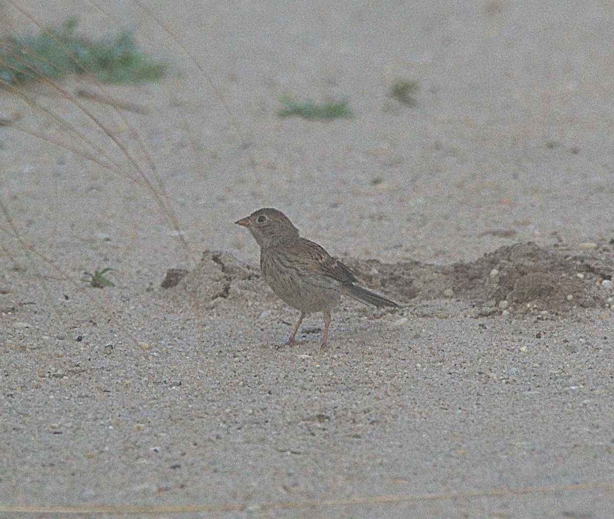 Field Sparrow - ML108791711