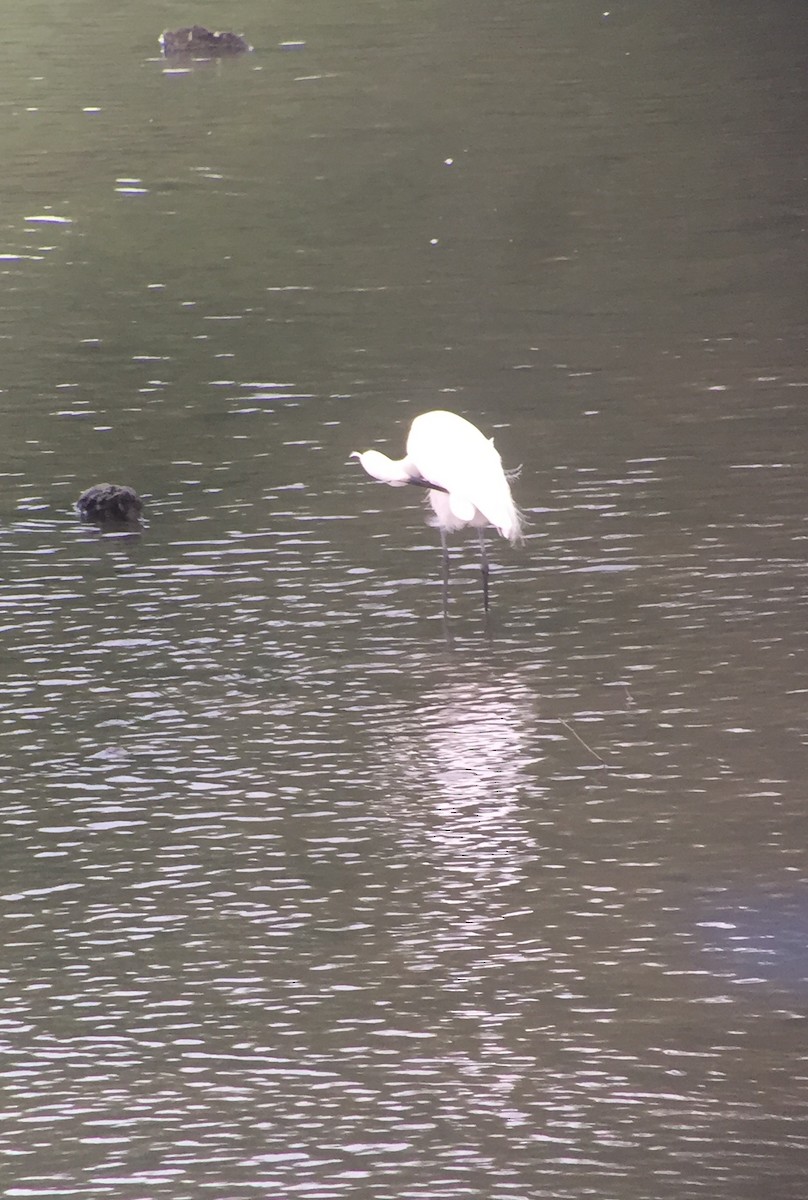 Little Egret - ML108793051