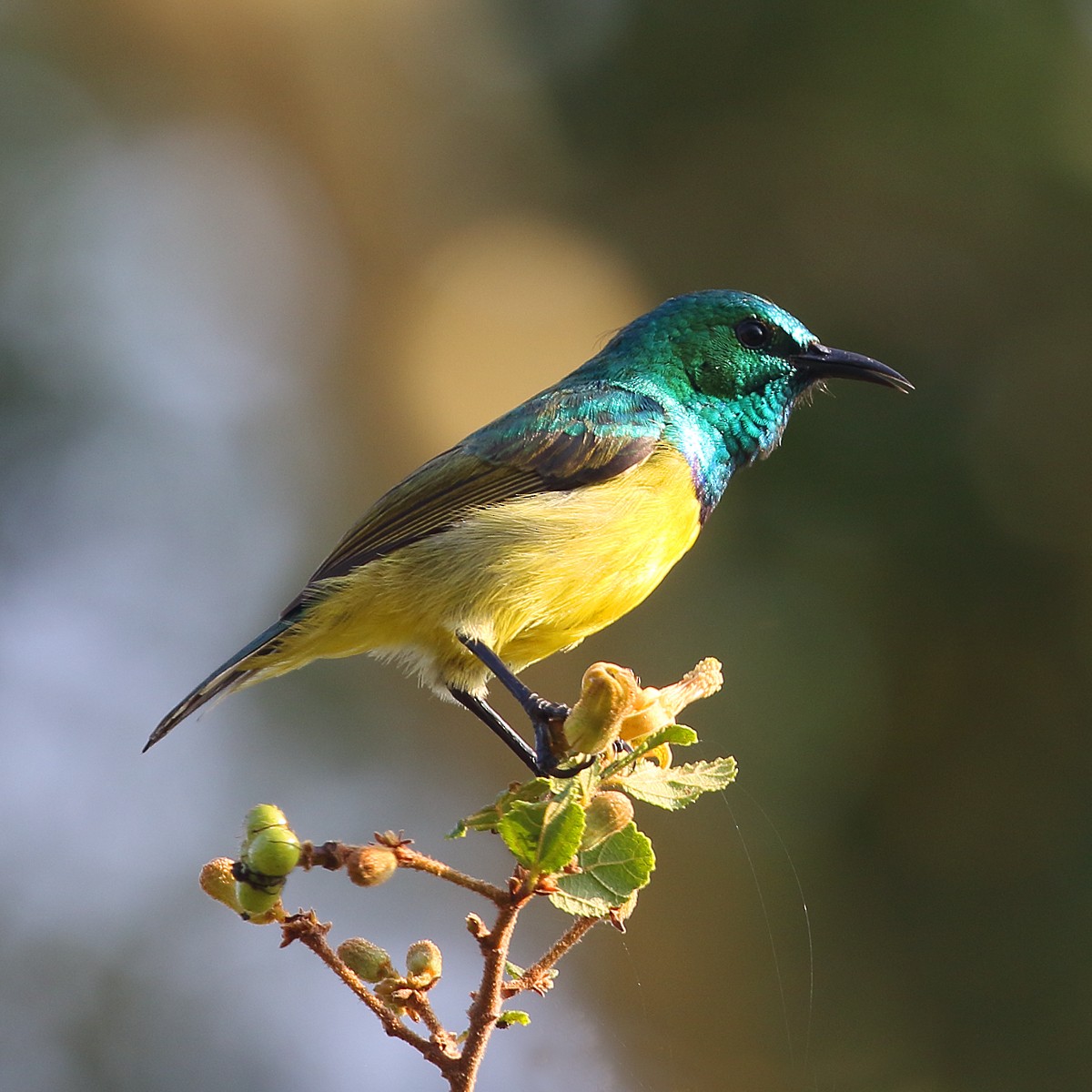 Collared Sunbird - ML108793891