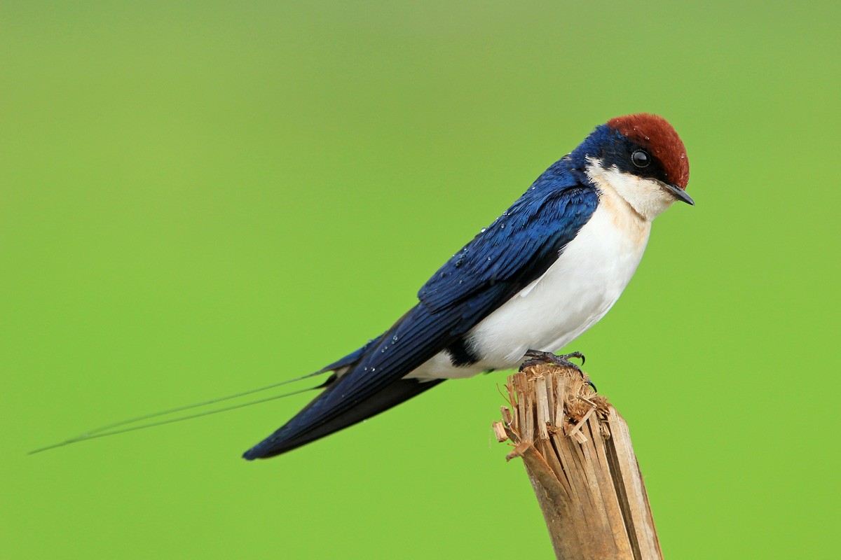 Wire-tailed Swallow - Ayuwat Jearwattanakanok