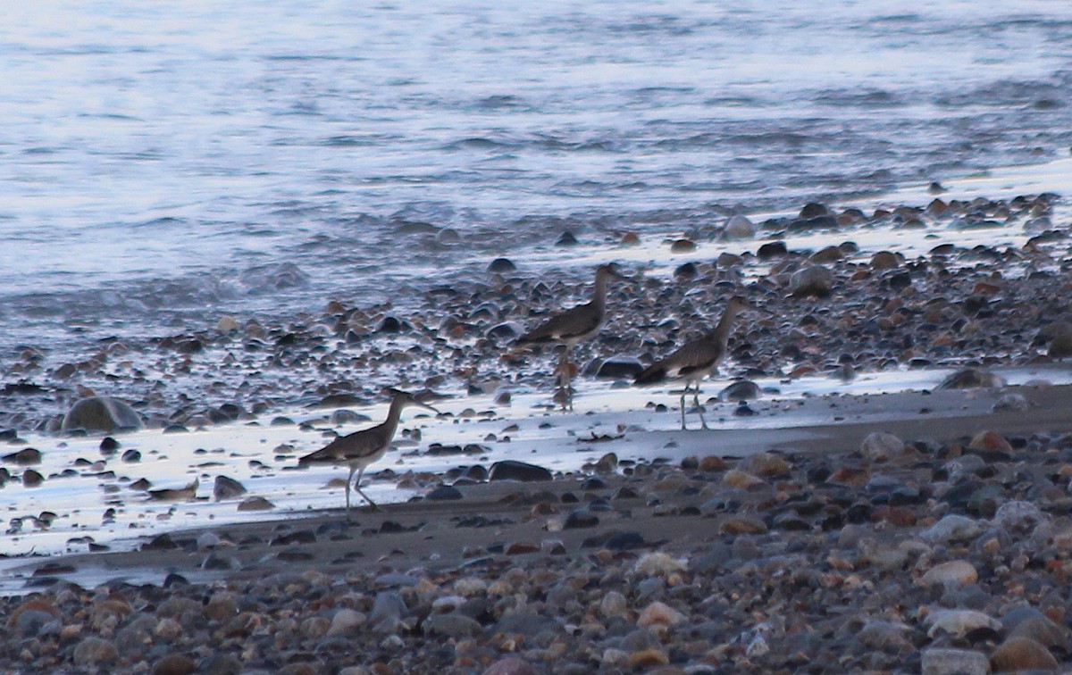 Willet - ML108795351