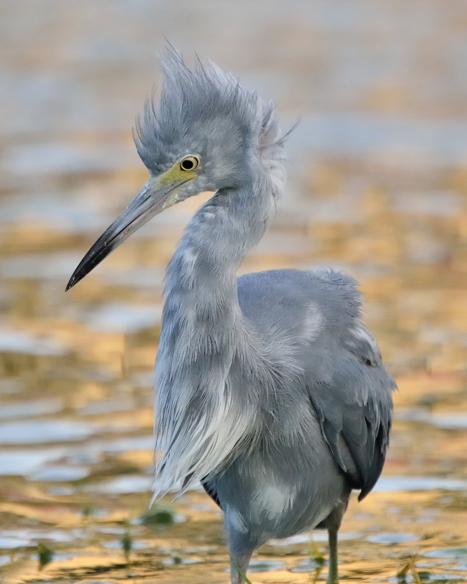 Little Blue Heron - ML108797811