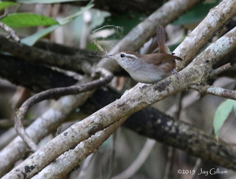 White-bellied Wren - ML108800341