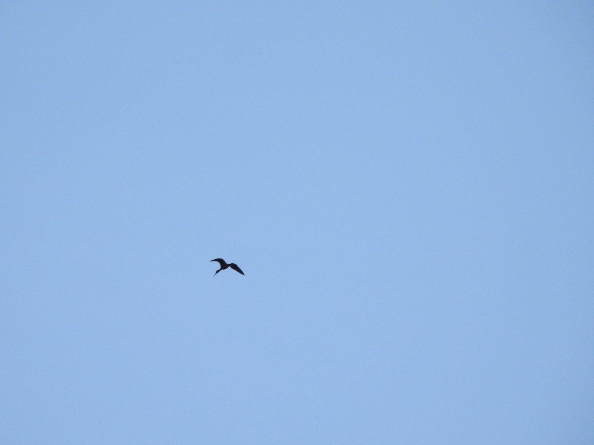 White-faced Ibis - ML108801241