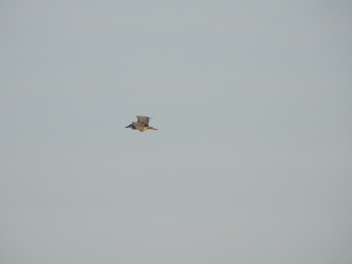 Black-crowned Night Heron - ML108801321