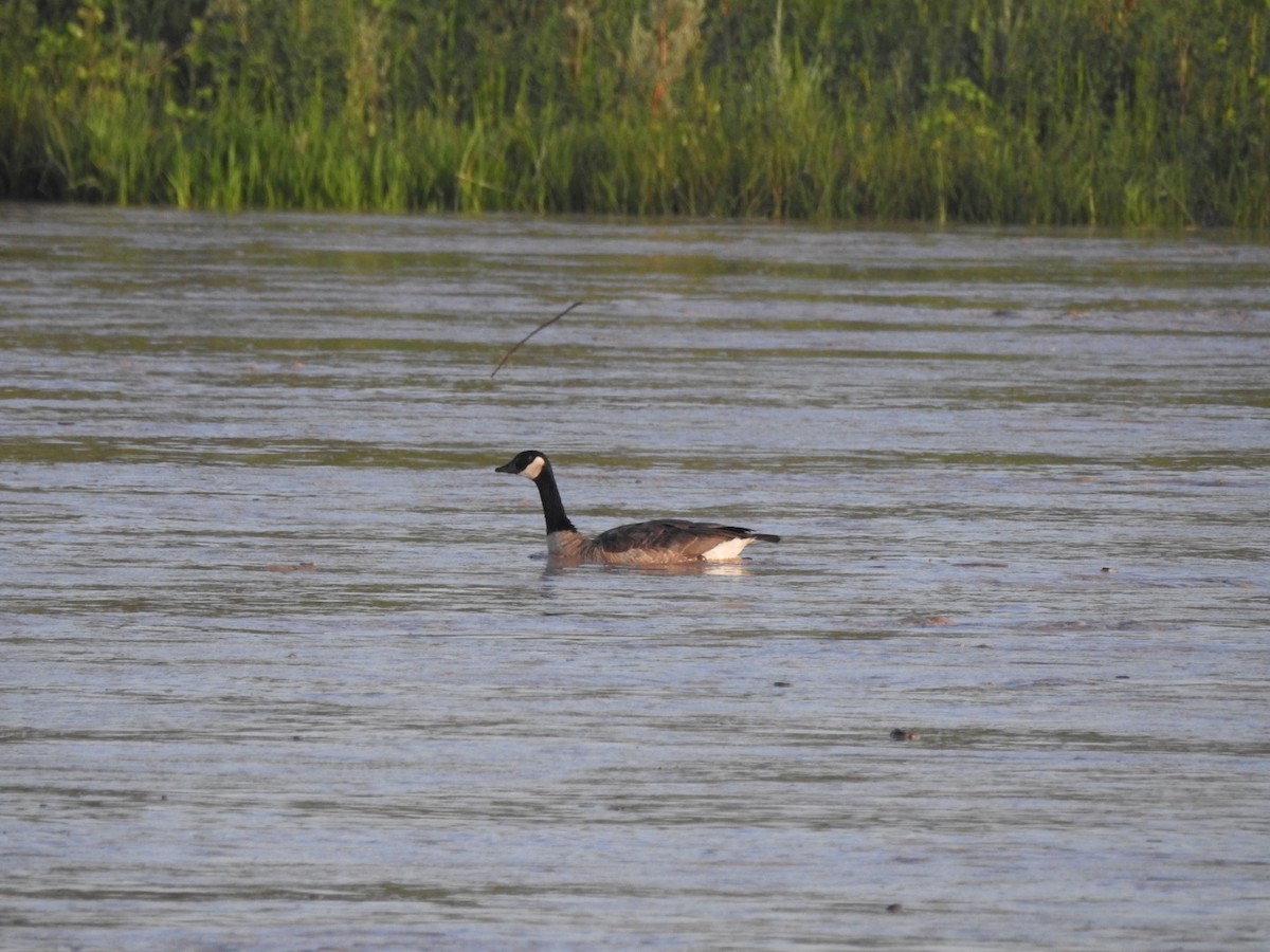 Canada Goose - ML108801371