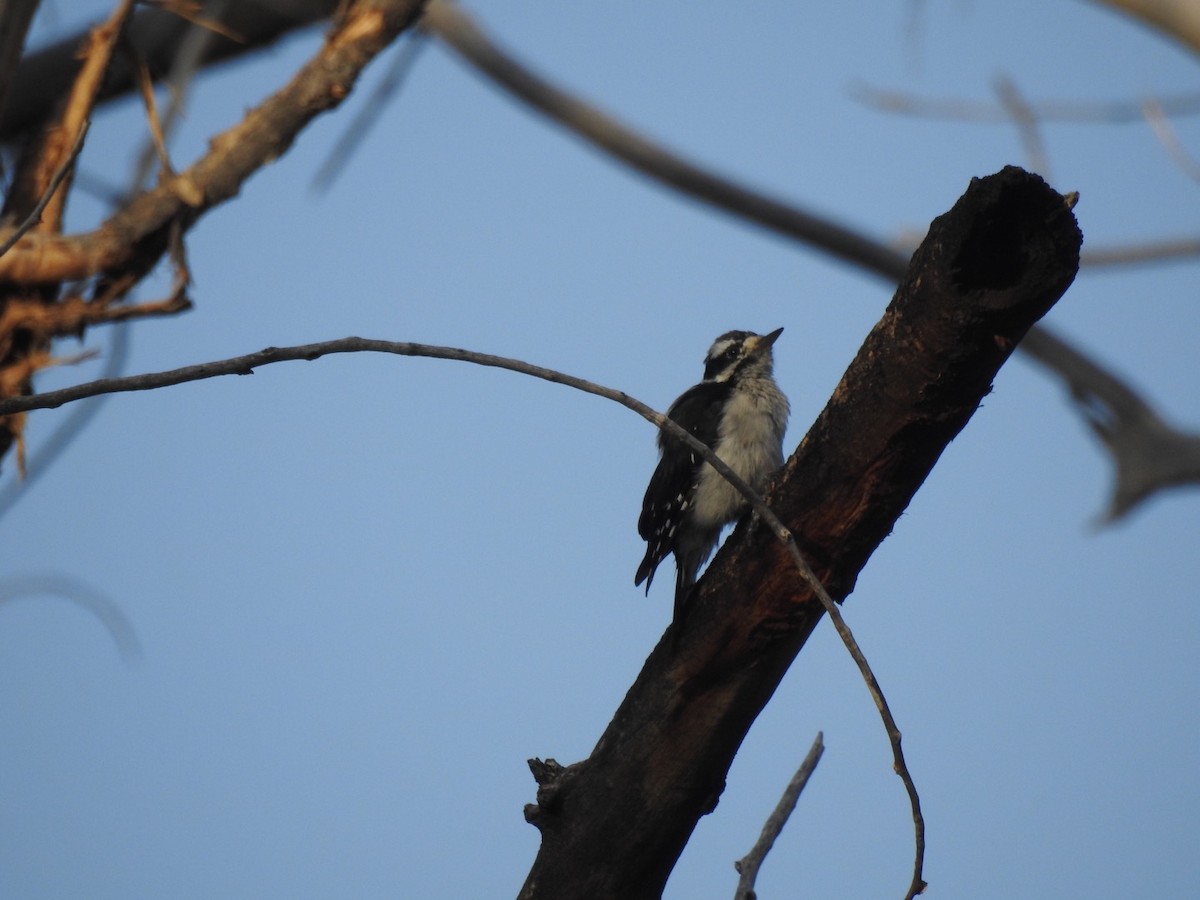 Downy Woodpecker - ML108801591