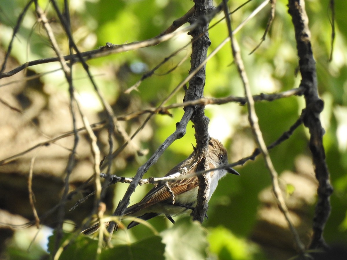 Ash-throated Flycatcher - ML108801661