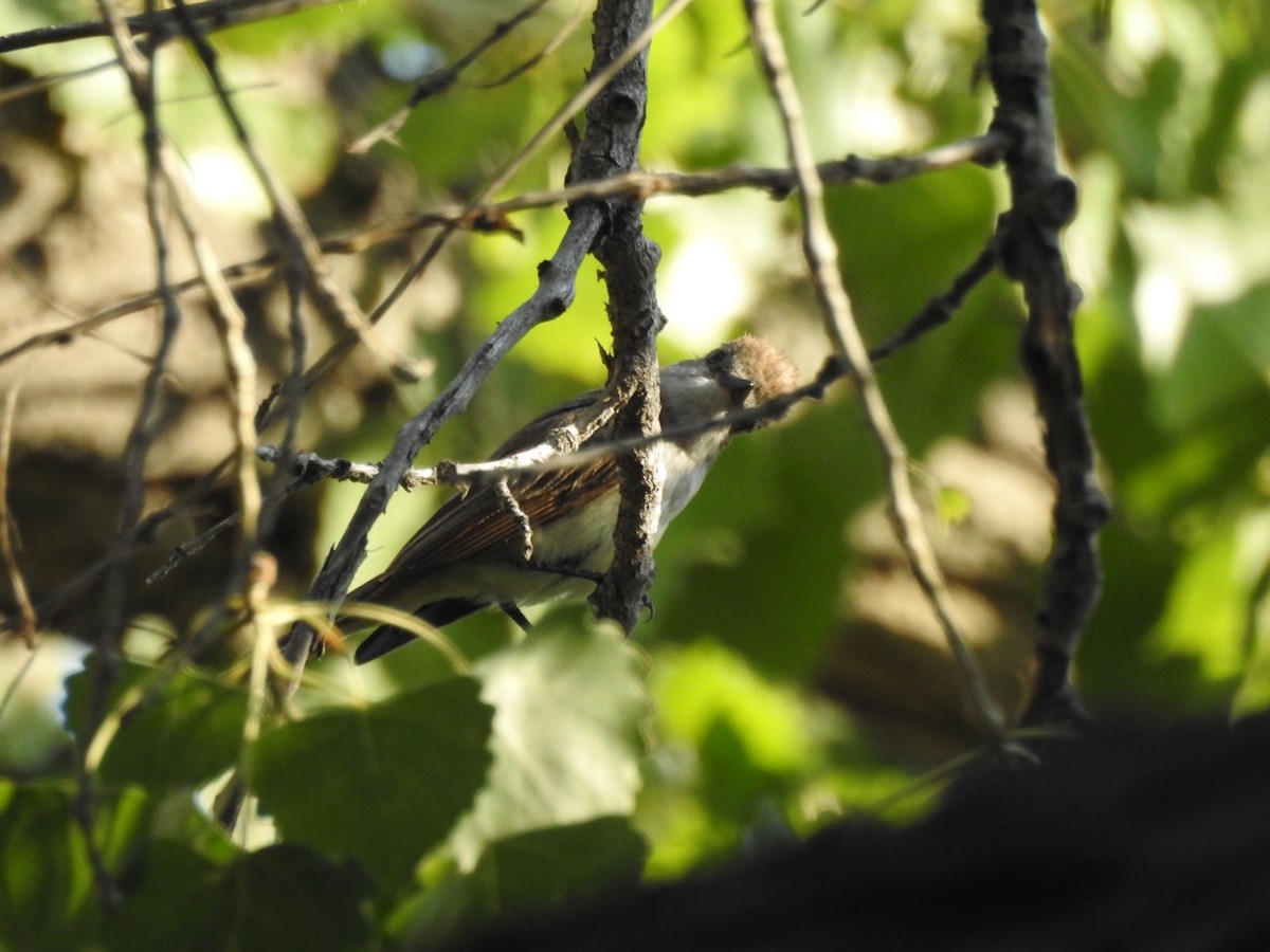 Ash-throated Flycatcher - ML108801671