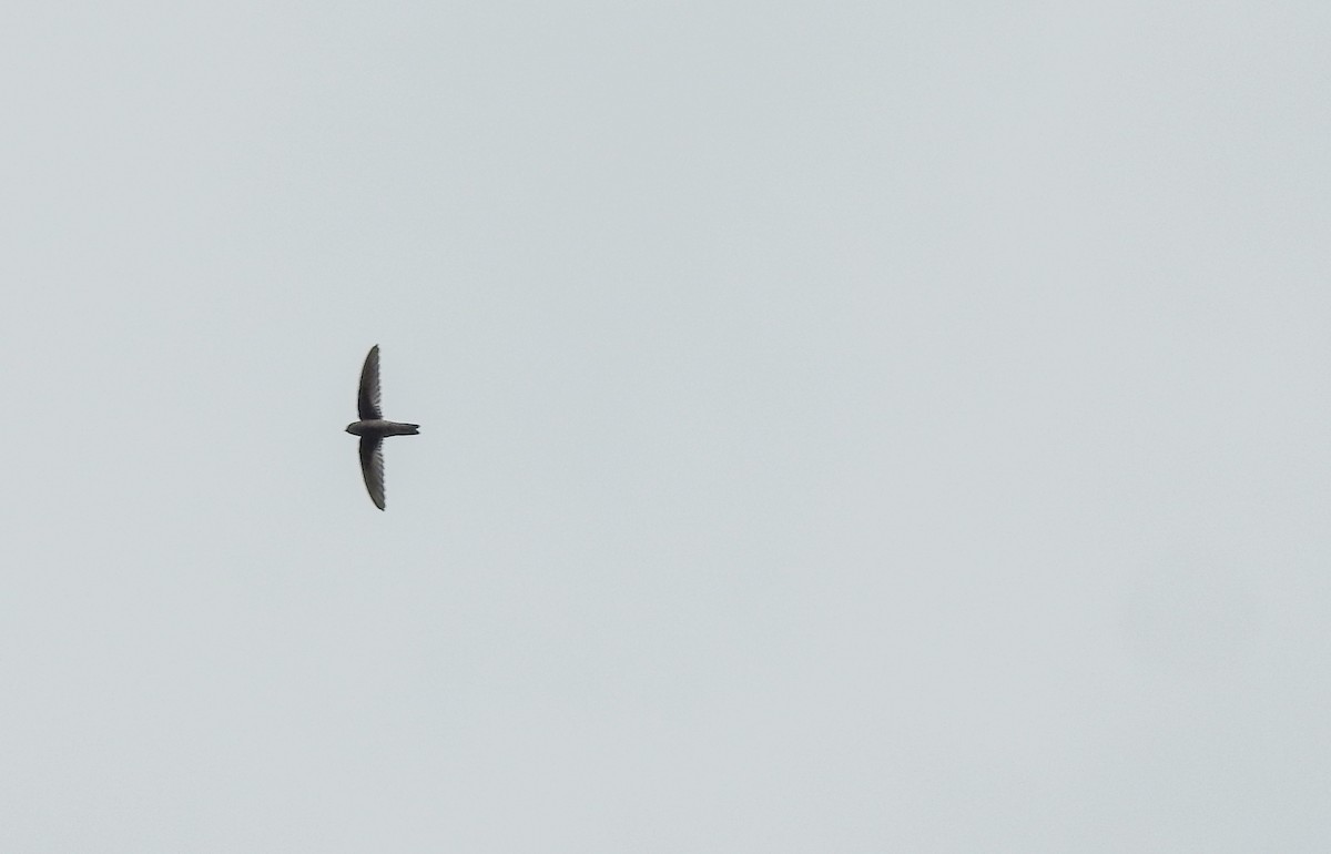 Indian Swiftlet - ML108802281