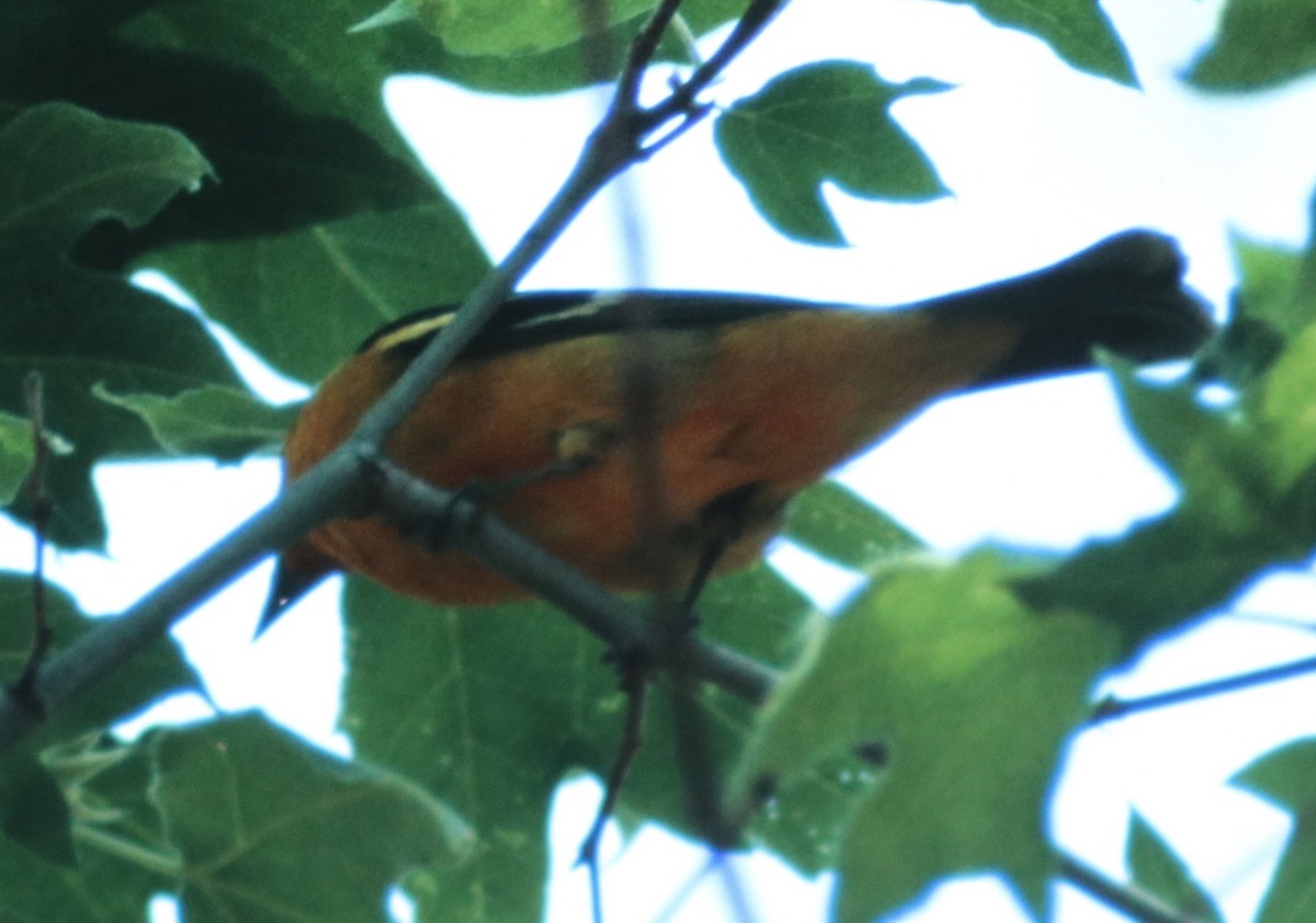 Western x Flame-colored Tanager (hybrid) - ML108802421