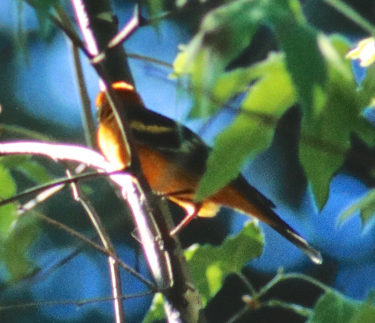 Western x Flame-colored Tanager (hybrid) - ML108802431