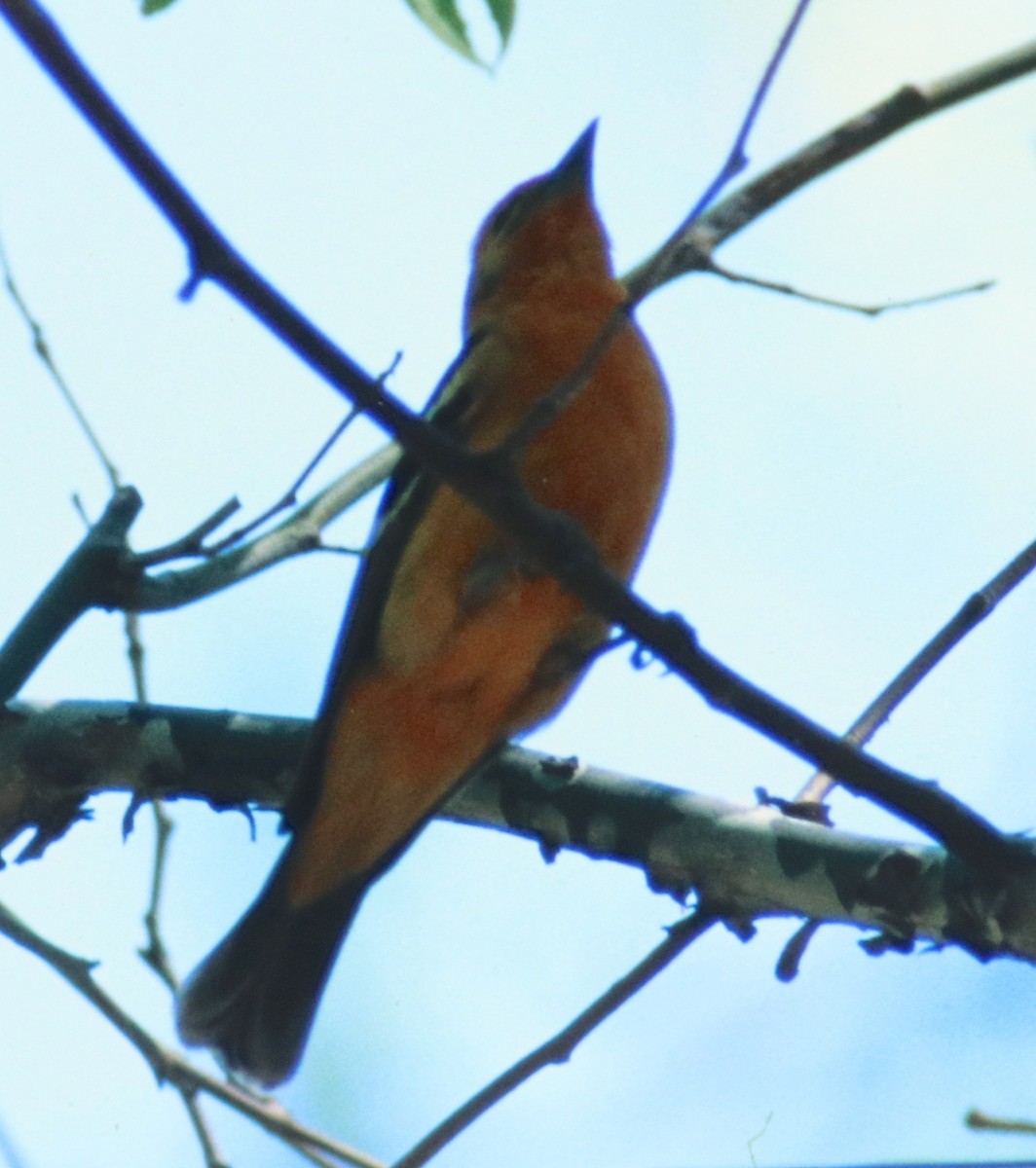 Western x Flame-colored Tanager (hybrid) - ML108802441