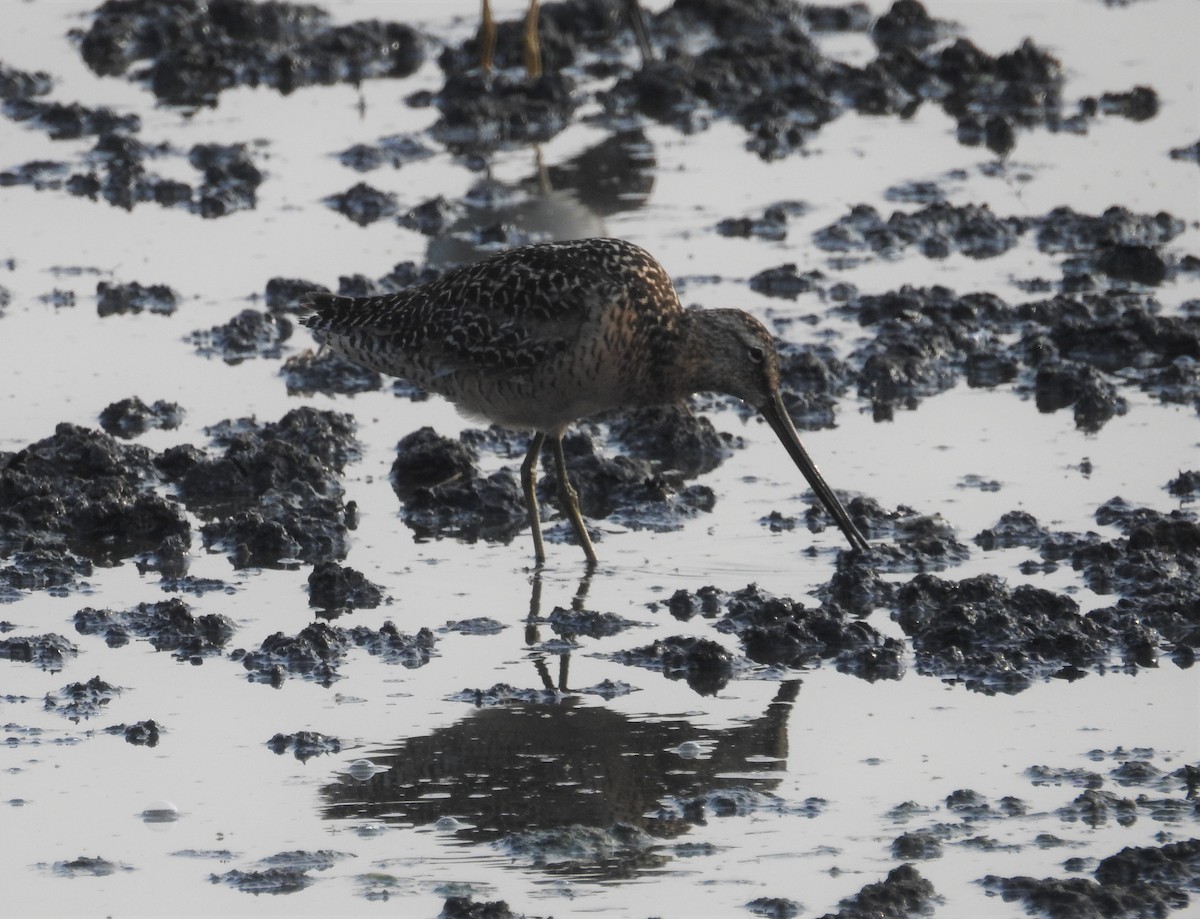 Long-billed Dowitcher - ML108802611