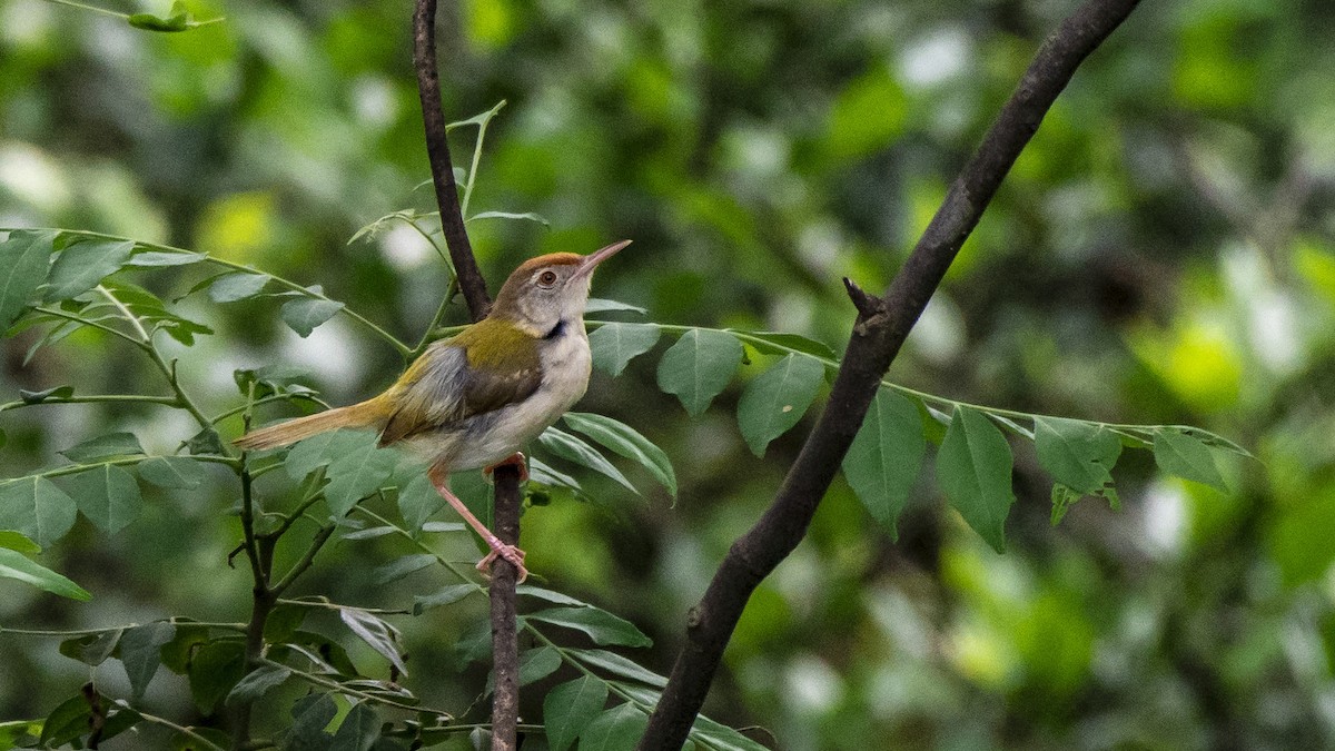 Rotstirn-Schneidervogel - ML108804211