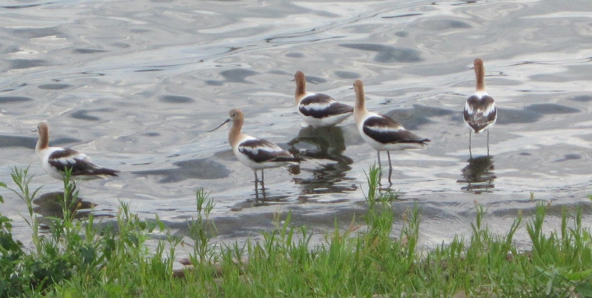 Avocette d'Amérique - ML108805241