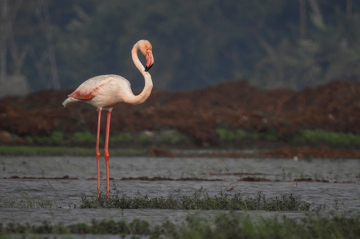 Greater Flamingo - ML108806251