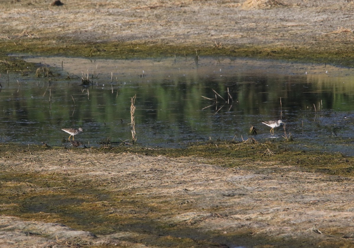 Greater Yellowlegs - Pair of Wing-Nuts