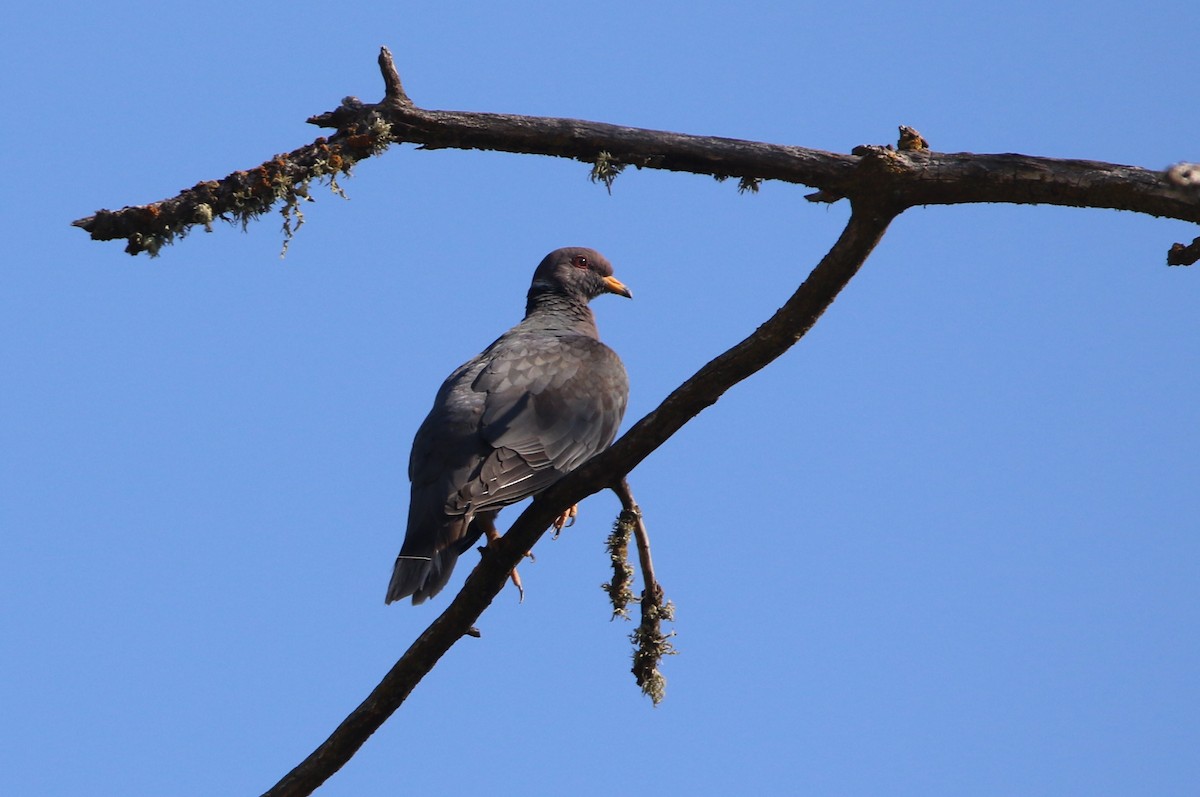 Band-tailed Pigeon - Pair of Wing-Nuts