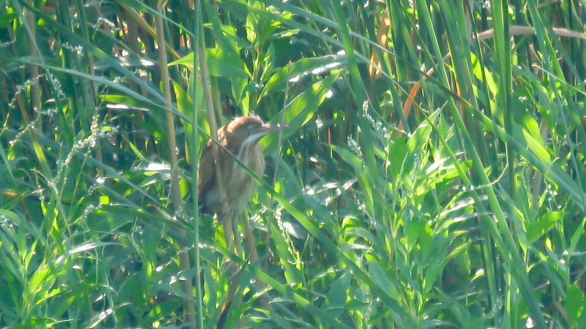 Least Bittern - Elizabeth Vacchino