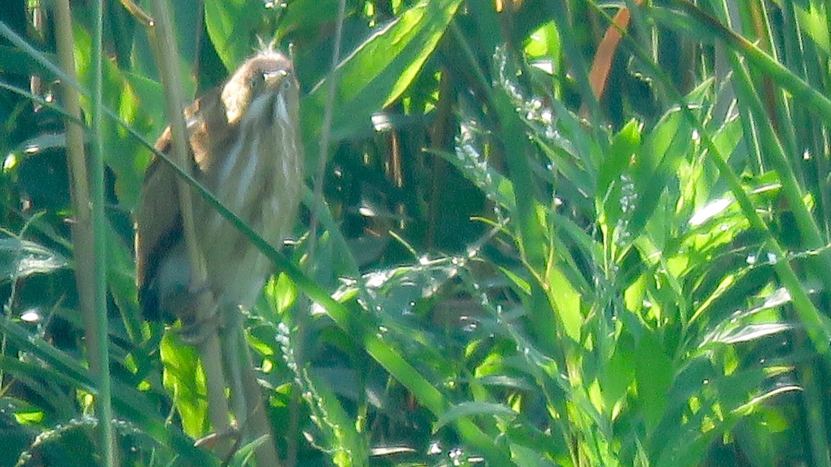 Least Bittern - ML108808491