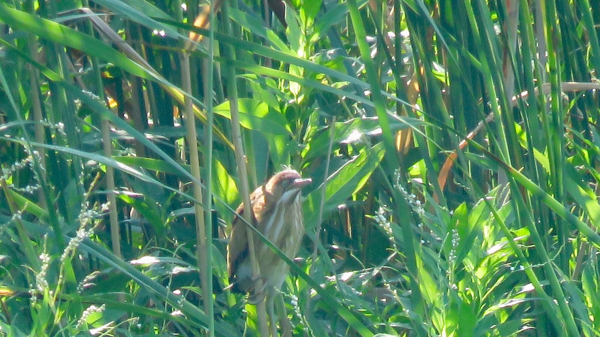 Least Bittern - ML108808511