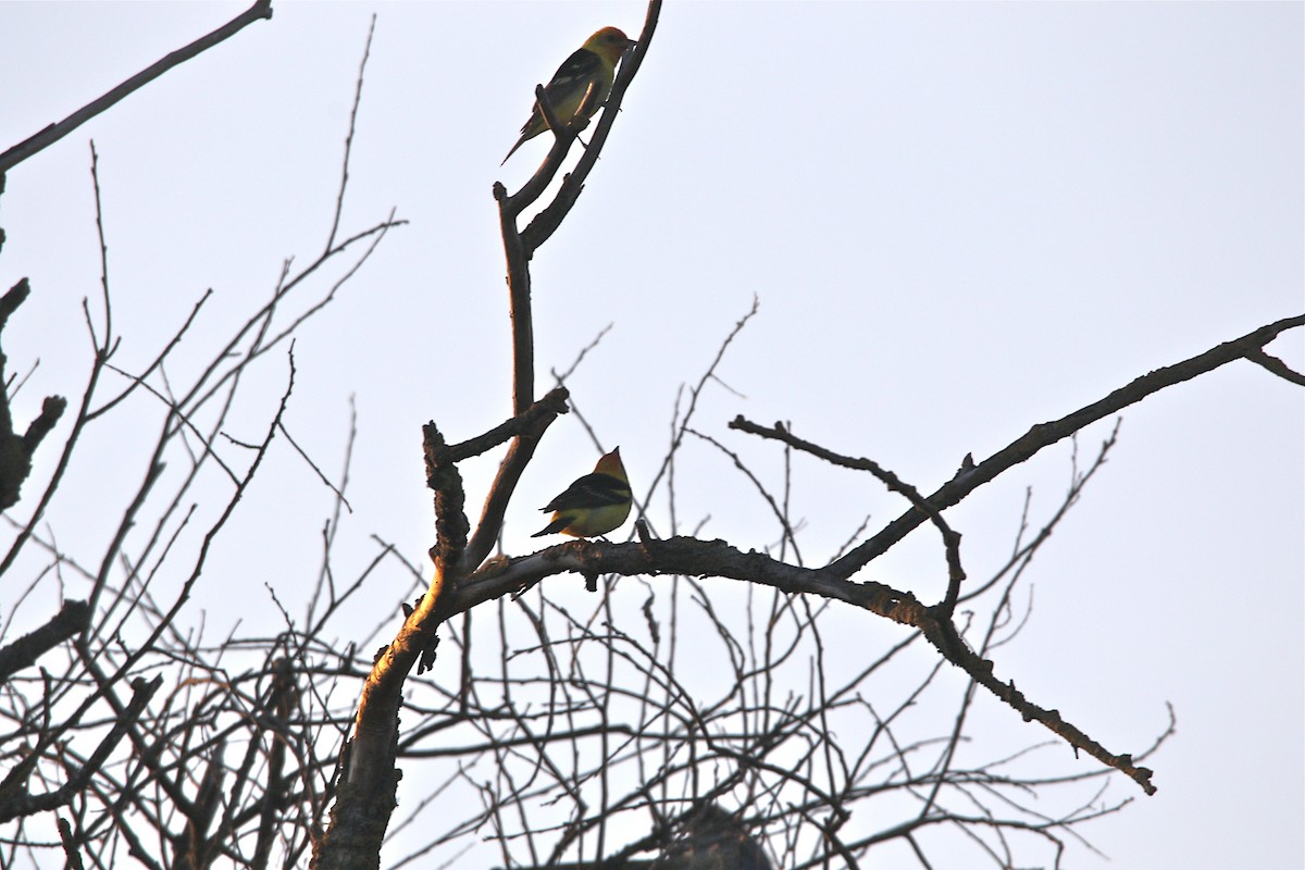 Western Tanager - ML108808601