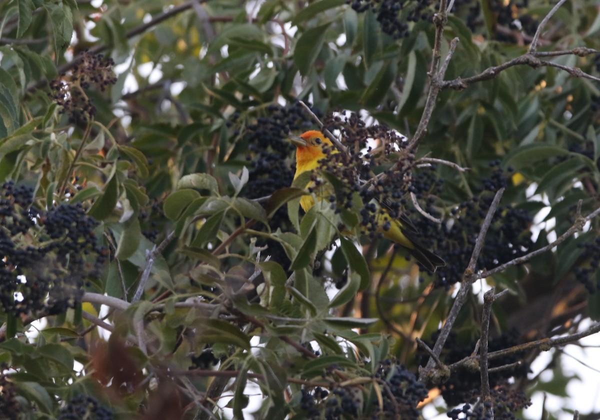 Western Tanager - ML108808631
