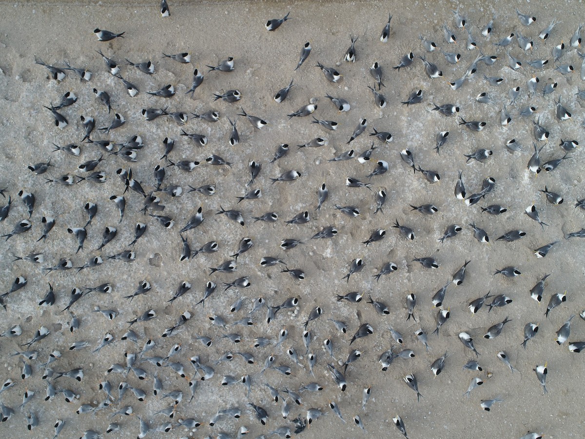 Lesser Crested Tern - ML108809991