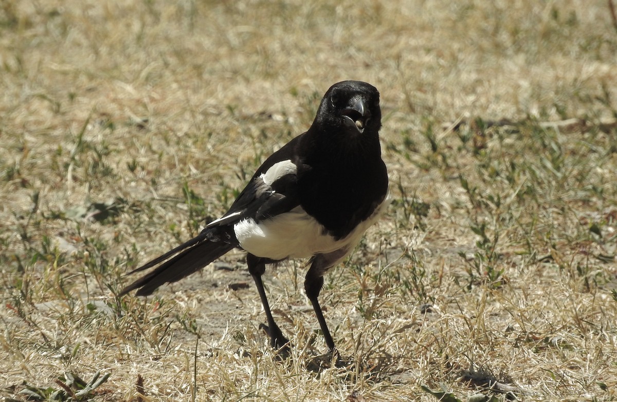 Eurasian Magpie - ML108810001