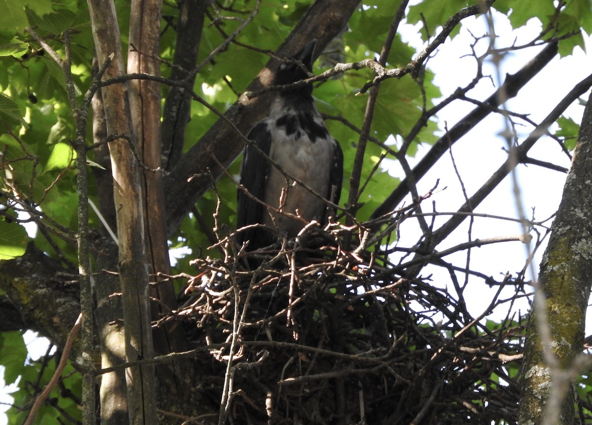 Hooded Crow - ML108810031