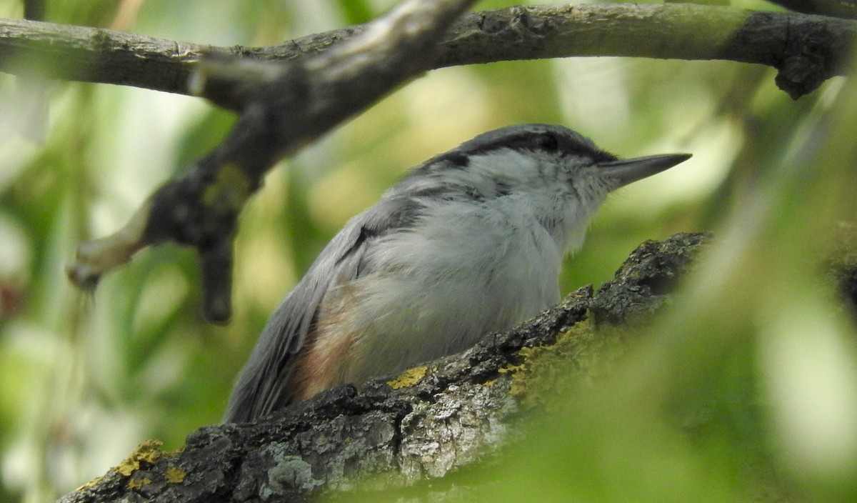 茶腹鳾 - ML108810101