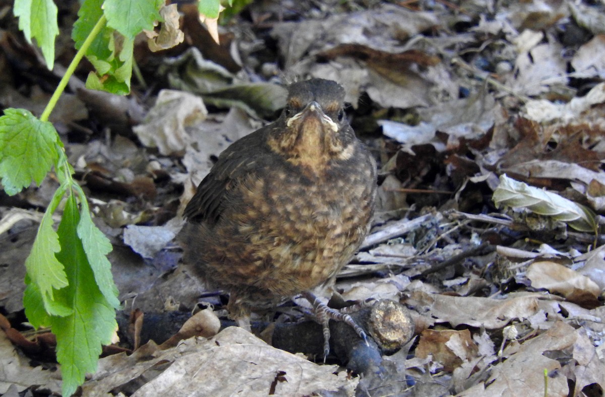 Eurasian Blackbird - ML108810151