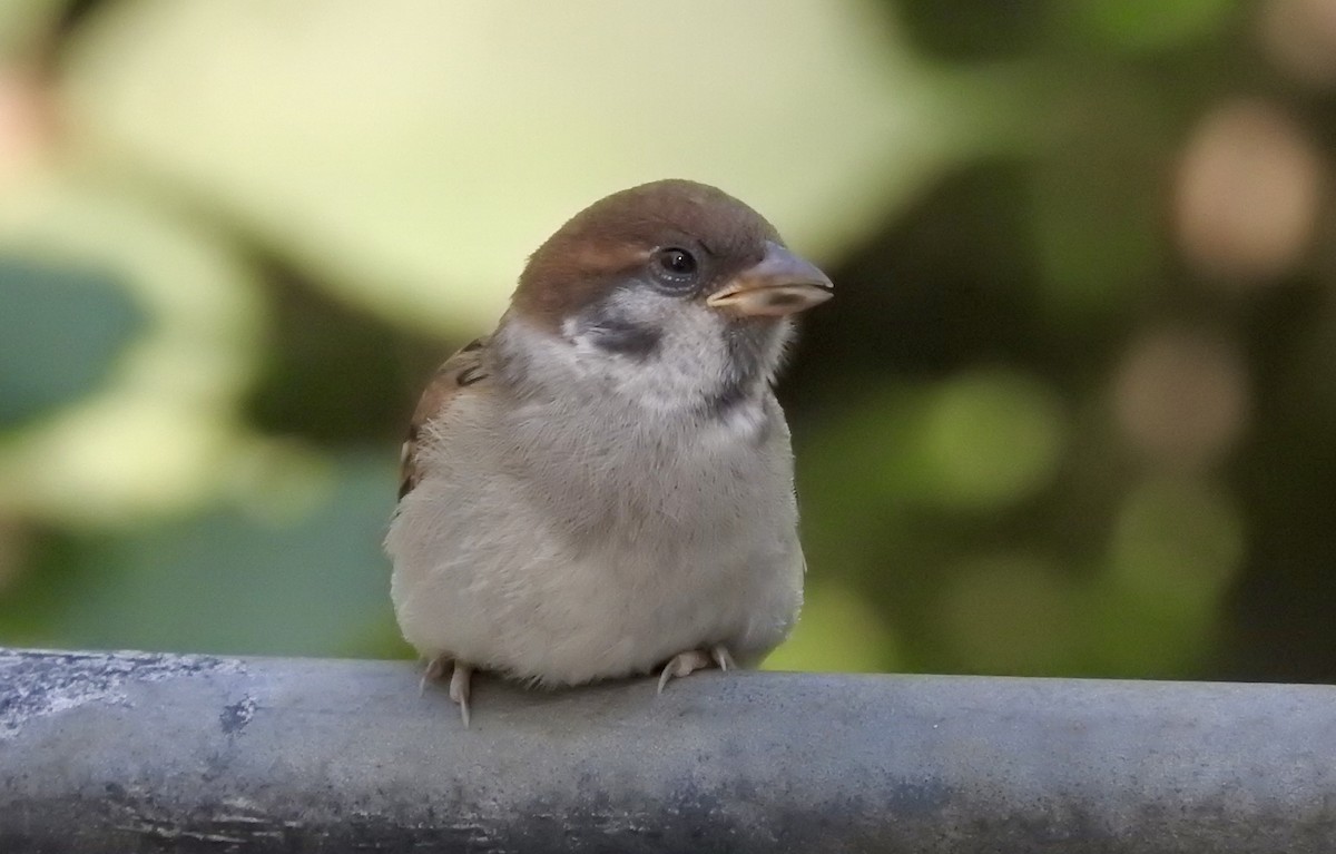 Moineau friquet - ML108810221