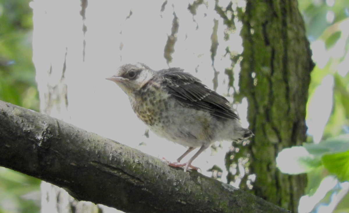 Fieldfare - ML108810291