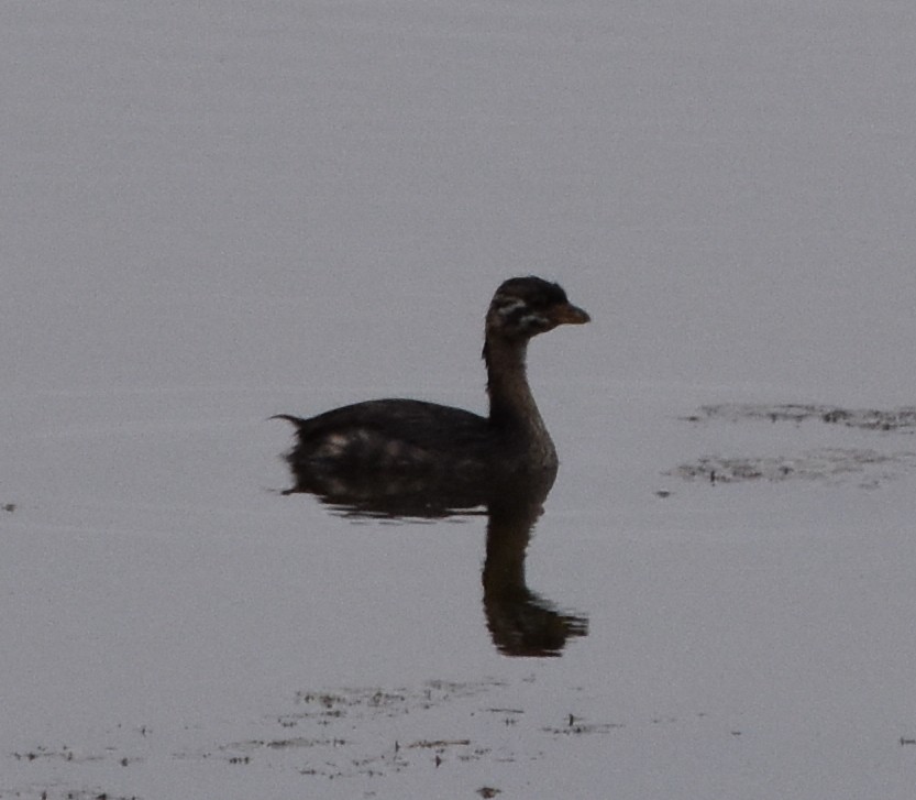 Pied-billed Grebe - Bill Dries