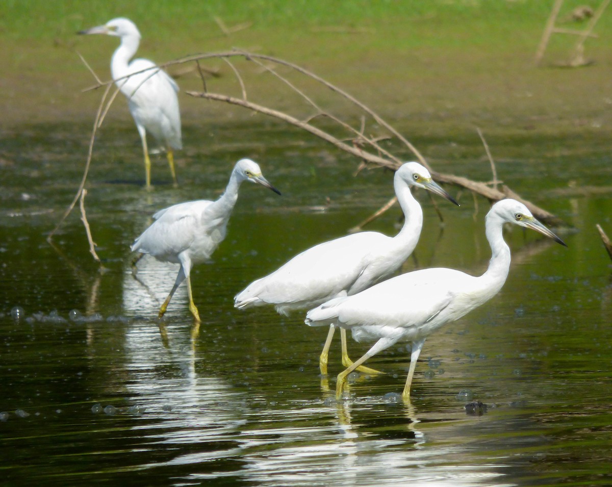 Little Blue Heron - ML108811721