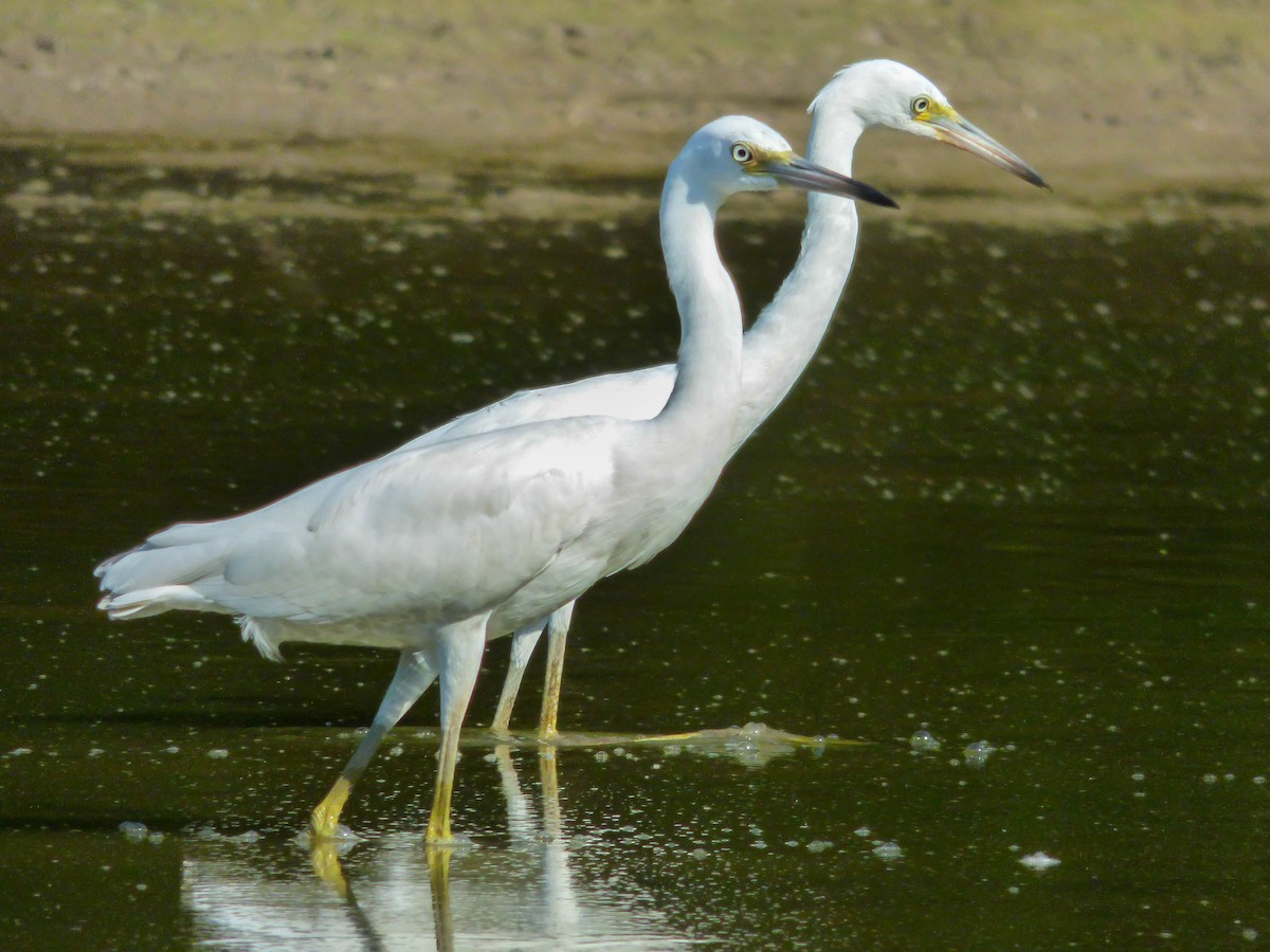 Little Blue Heron - ML108811741