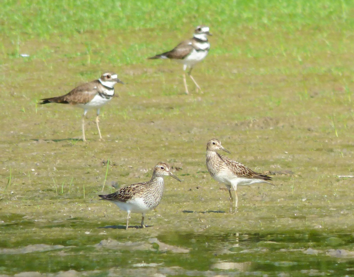 Pectoral Sandpiper - ML108811781