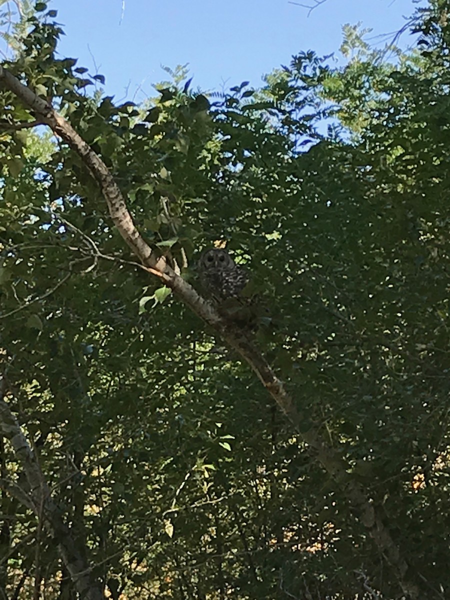 Barred Owl - ML108811831