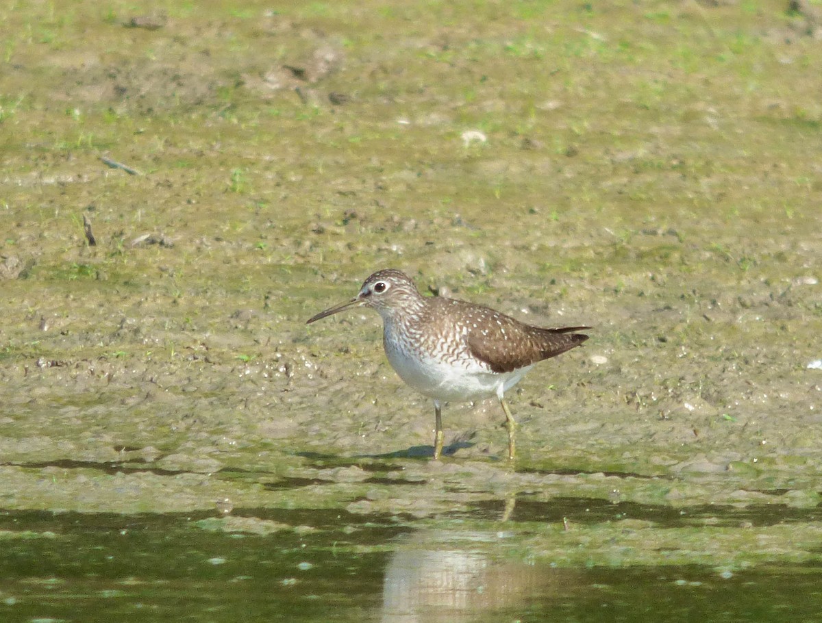Solitary Sandpiper - ML108812041