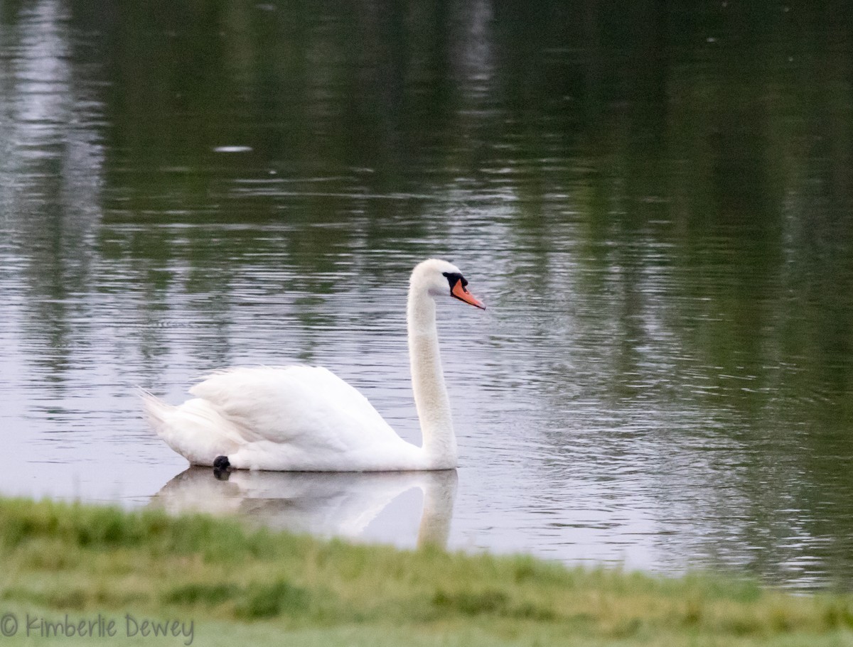 Mute Swan - Kimberlie Dewey